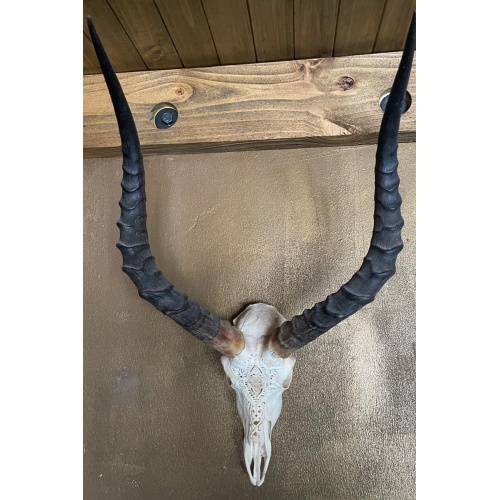 Impala Carved Boho Skull